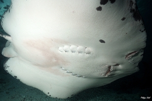 Maldives 2021 - Raie de Jenkins - Pointed-nose stingray - Pateobatis jenkinsii - DSC00834_rc